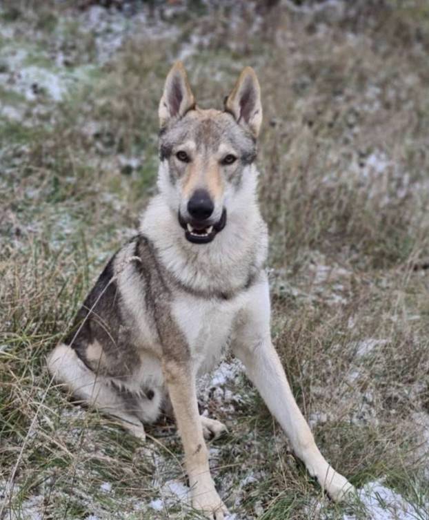 Nagrada 10.000 € ko im pronađe psa